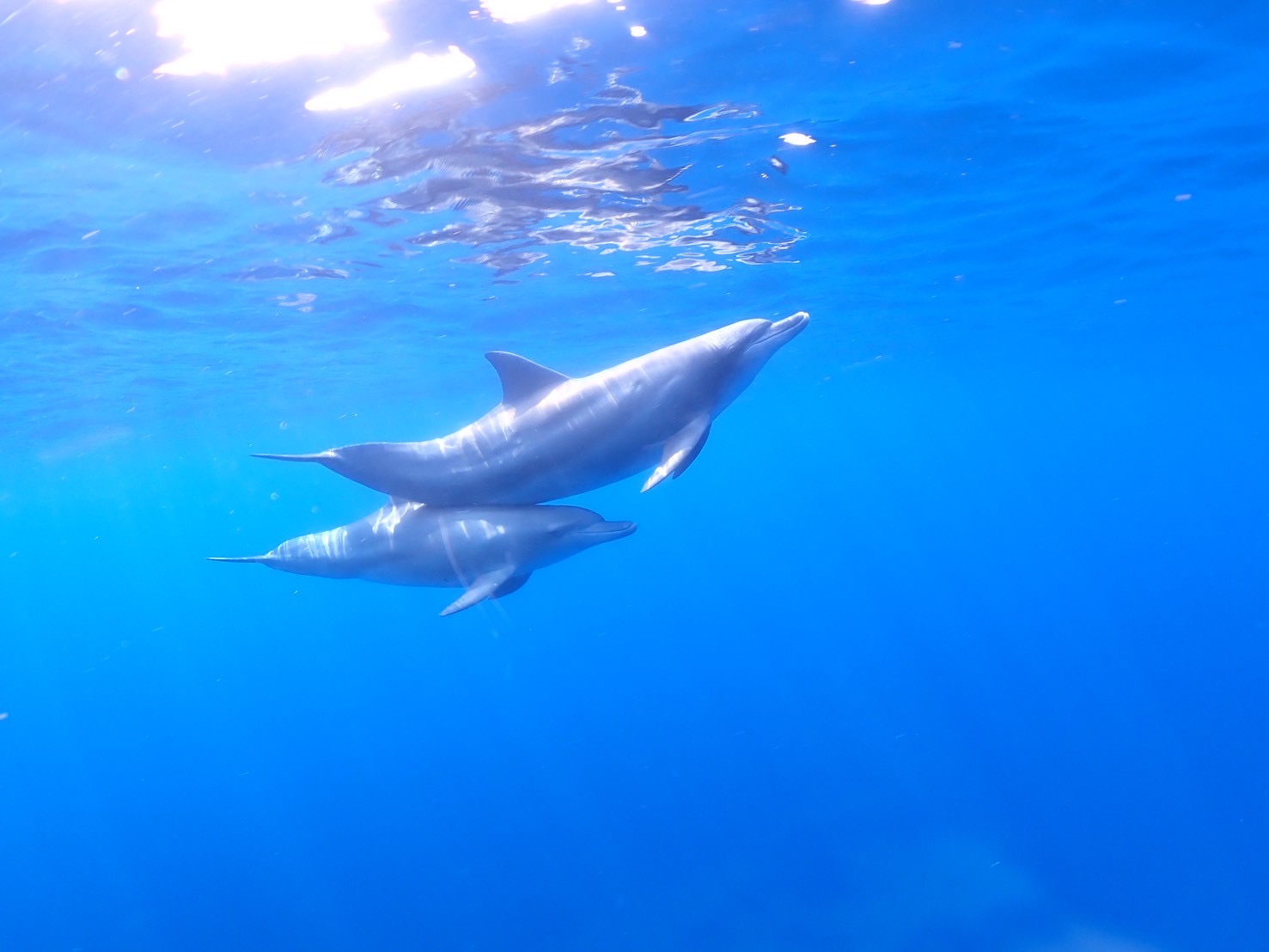 三宅島ツアー🐬